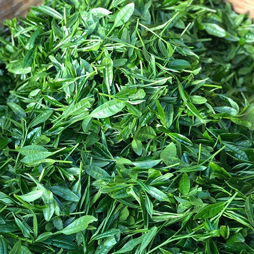 八女茶 上煎茶 100g×1本