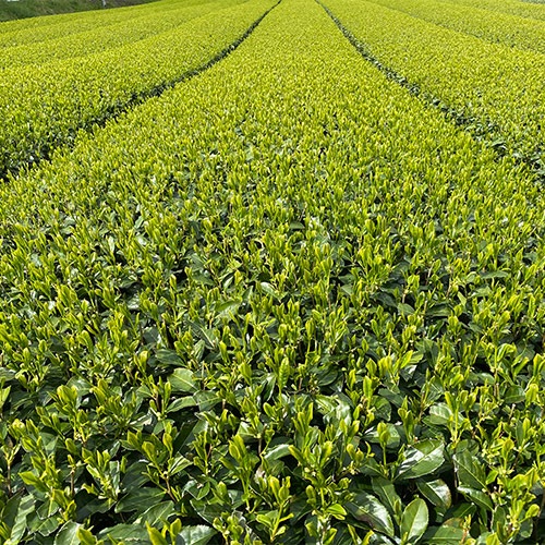 八女茶 上煎茶 100g×1本
