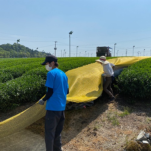 八女茶 上煎茶 100g×1本