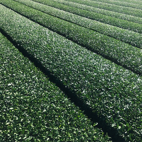 八女茶お試しセット2g （特上煎茶、上煎茶、ティーバッグ） | 普通蒸し