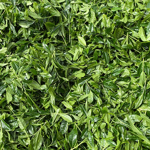 八女茶お試しセット2g （特上煎茶、上煎茶、ティーバッグ）