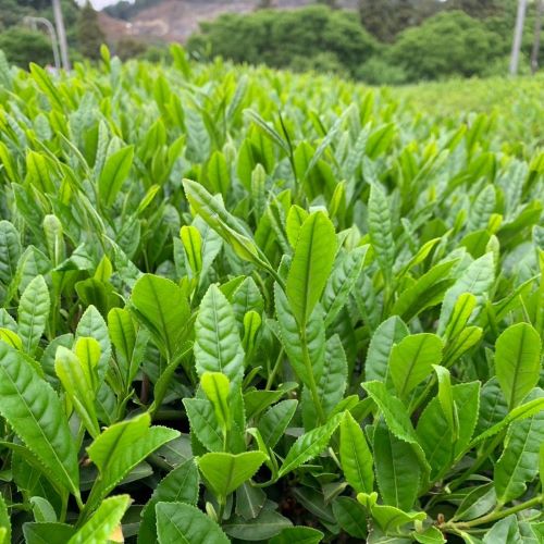 【吉良茶】かぶせ茶マイスターのまろやか　かぶせ茶　100ｇ