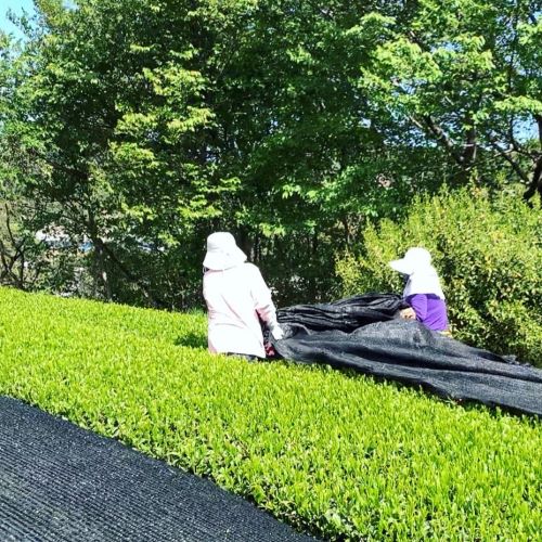 【吉良茶】かぶせ茶マイスターのまろやか　かぶせ茶　100ｇ