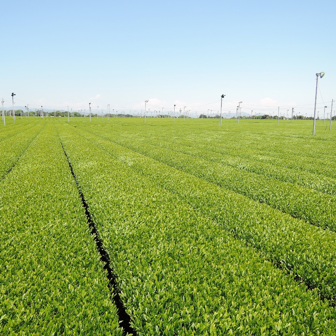 【ふわり。花のような甘い香り】香り緑茶『花ここち』ティーバッグタイプ