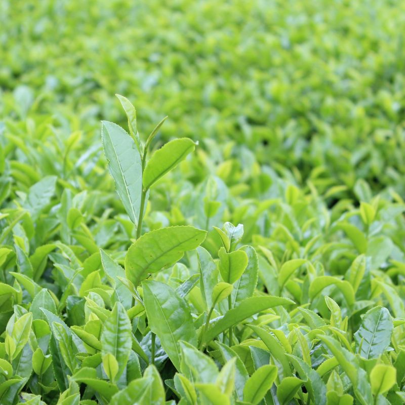 【吉良茶】旨味と程よい渋味の特上煎茶　100ｇ