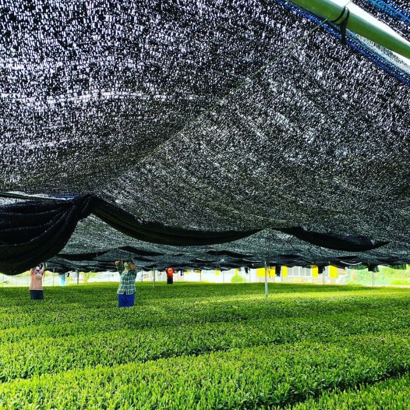 吉良茶】葉から粉まで 玉露まるごとセット 50g×3種 | 玉露 | 日本茶