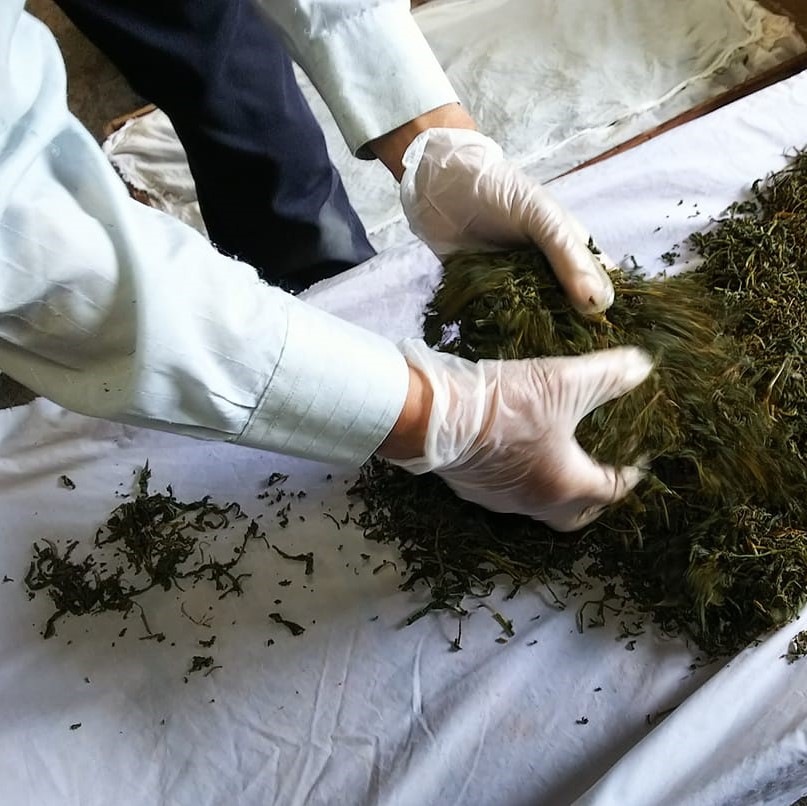 ティーパックタイプ 日本の紅茶 品種：べにふうき 1袋