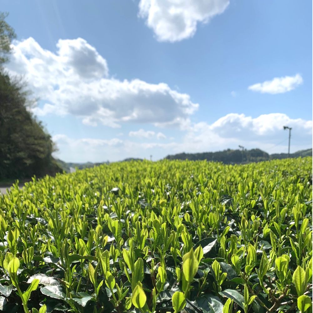 茶畑ページ 煎茶と焙じ茶のギフトセット – 増田園