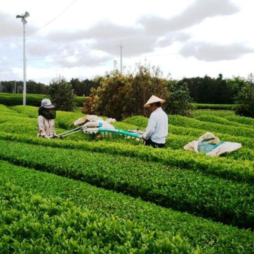 煎茶 沼津茶 100g×1袋