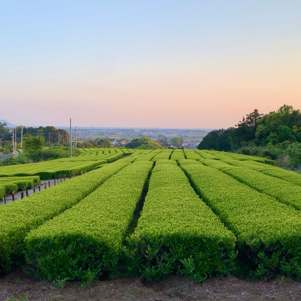 煎茶 沼津茶 100g×1袋