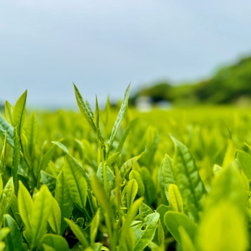 煎茶 沼津茶 100g×1袋