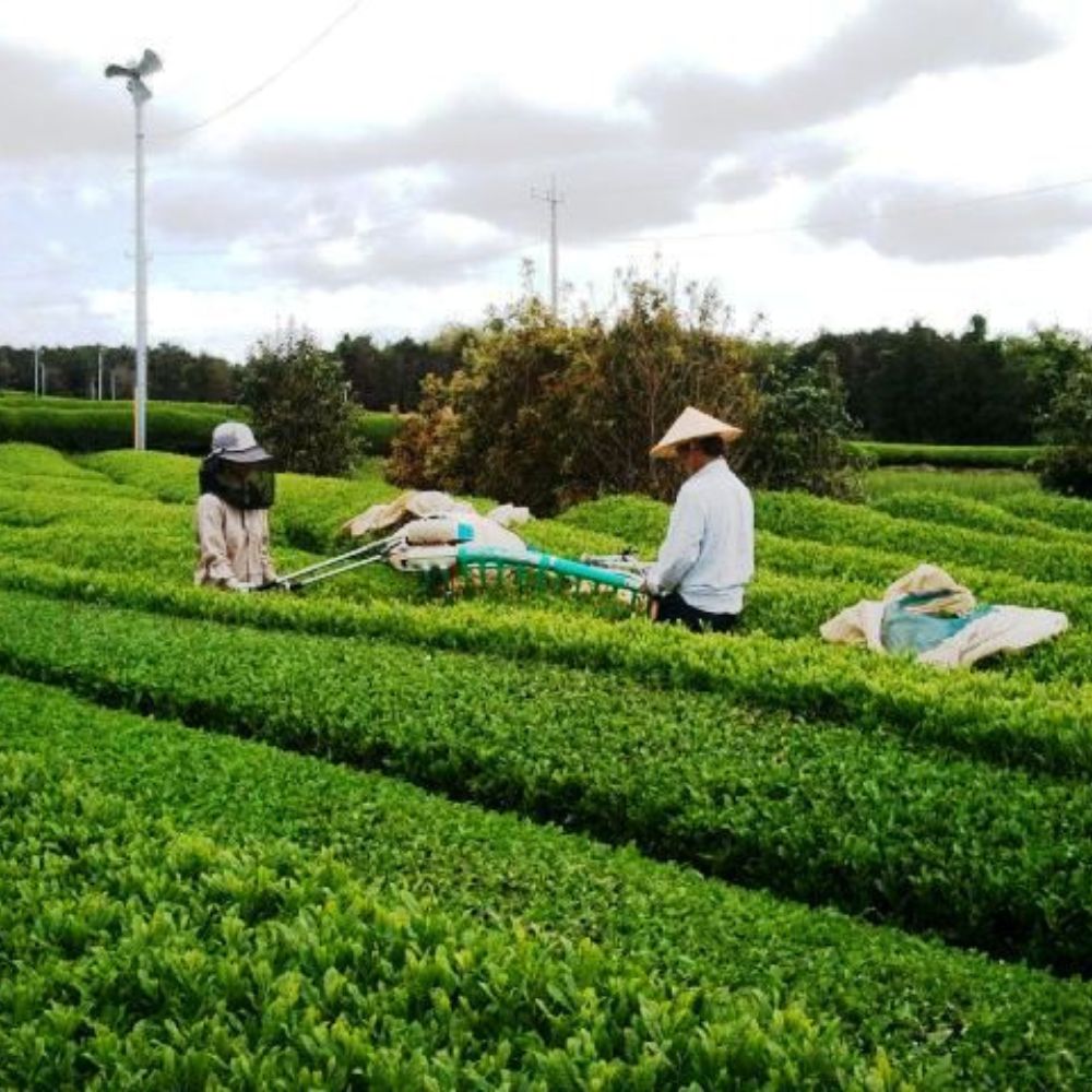 微粉茶 100g×1袋