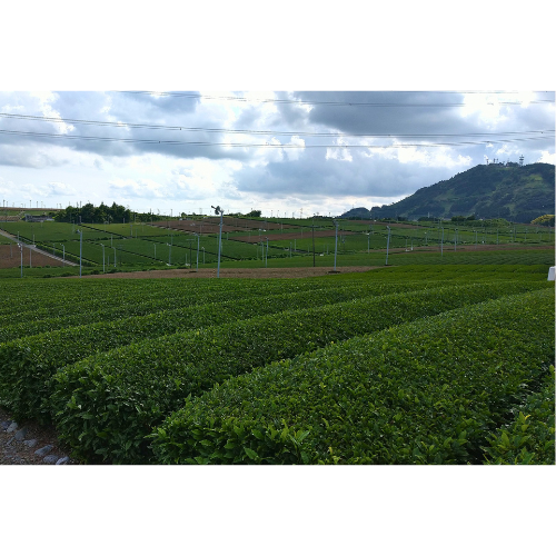 深蒸し一番茶 静岡 掛川 茶葉 100g×3袋