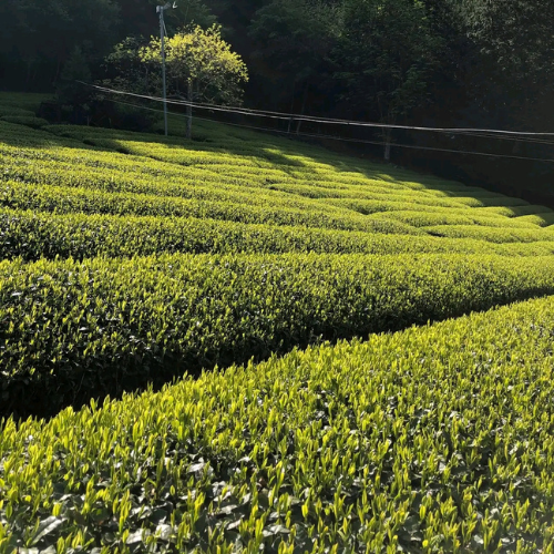 当店最高級煎茶 特選常州園100g