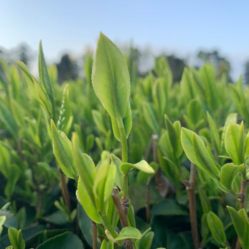 特上玄米茶 100g