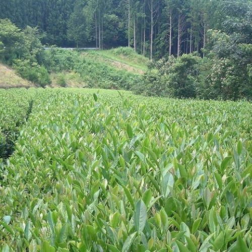 普通蒸し一番茶 静岡 農薬不使用べにふうき粉末緑茶 40ｇ×3袋