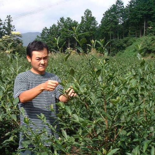 普通蒸し一番茶 静岡 農薬不使用べにふうき粉末緑茶 40ｇ×3袋