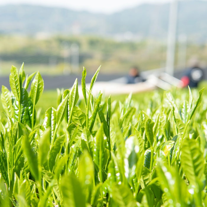 上かぶせ茶　白磁