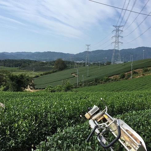 特上煎茶　碧緑