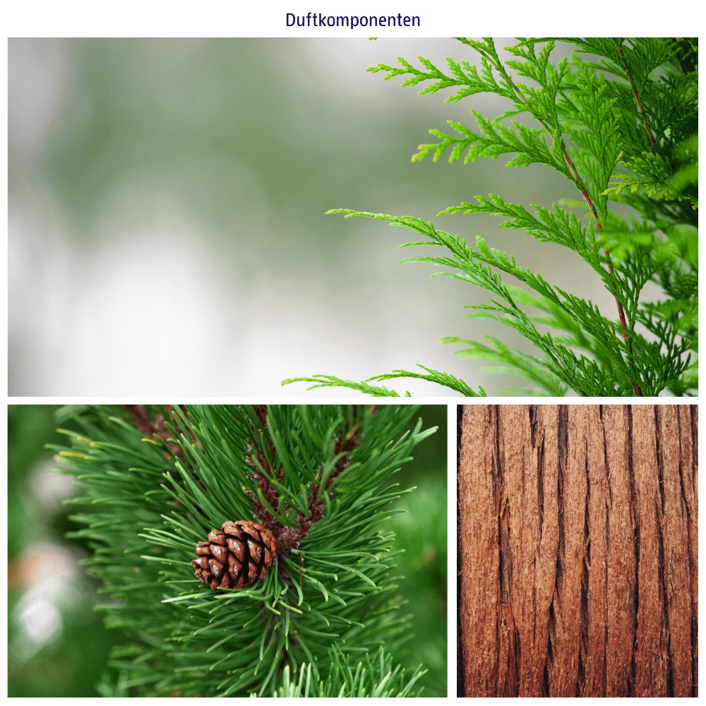 アロマブースターバブルバス 森の散歩