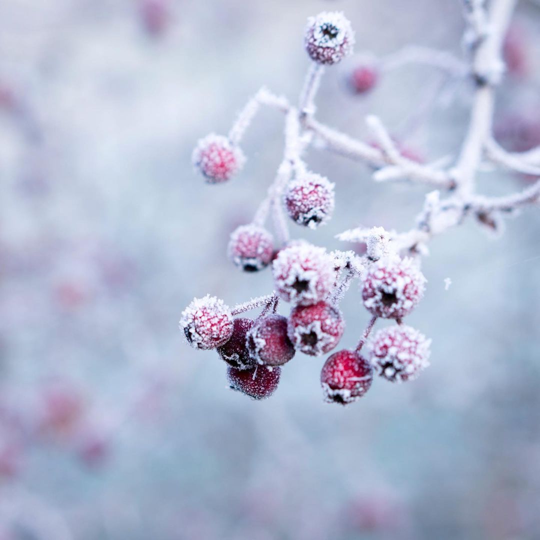 【30%OFFアウトレット】ハンドクリーム スウィートベリー