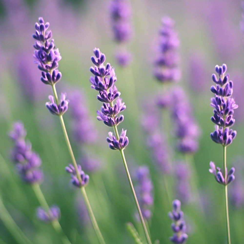 エプソムソルト入りバスソルト ラベンダー&ベルガモット 600g