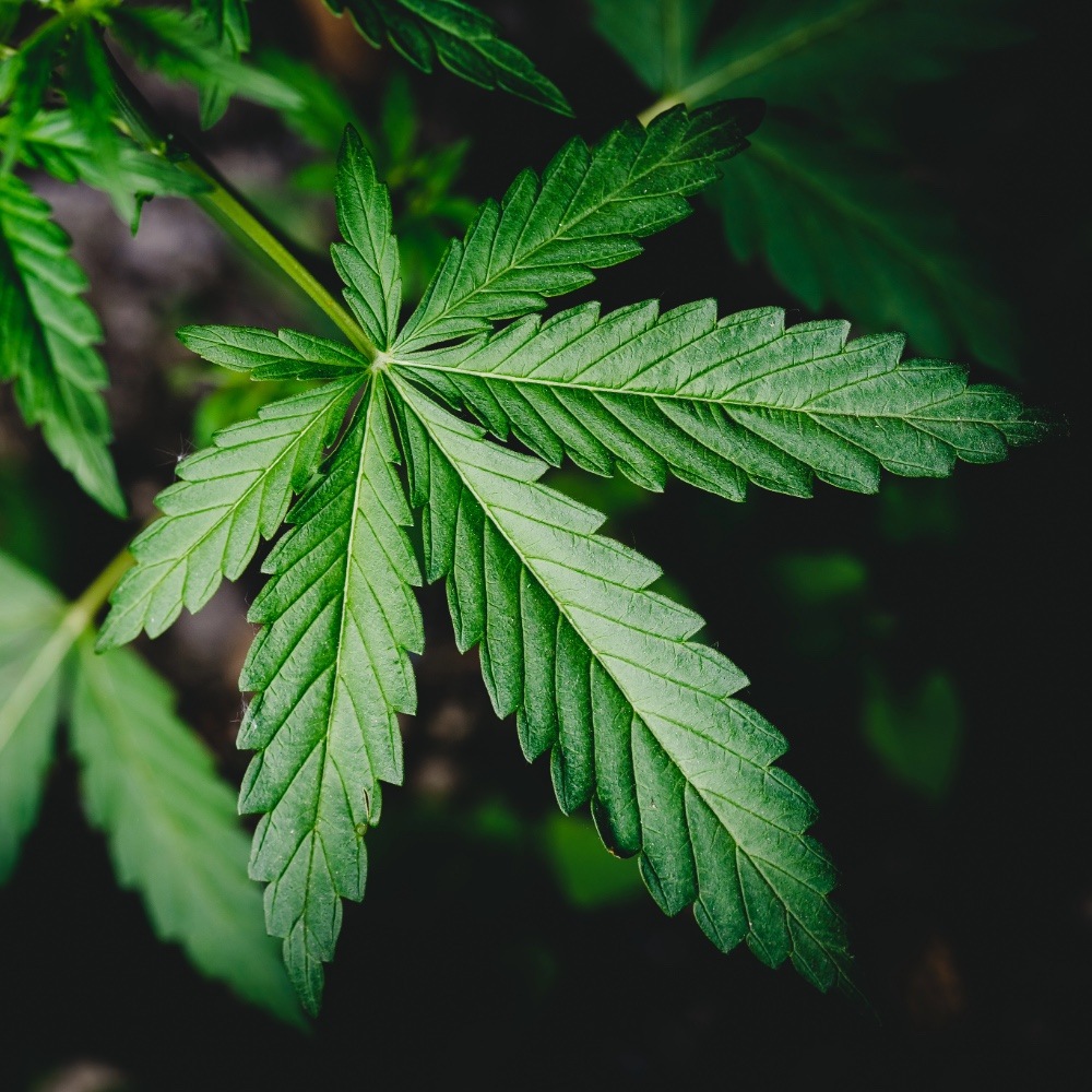 エプソムソルト入りバスソルト ヘンプ&メリッサ 60g