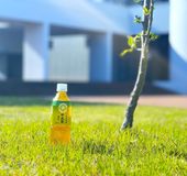 中央大学オリジナル緑茶「中大茶」1箱
