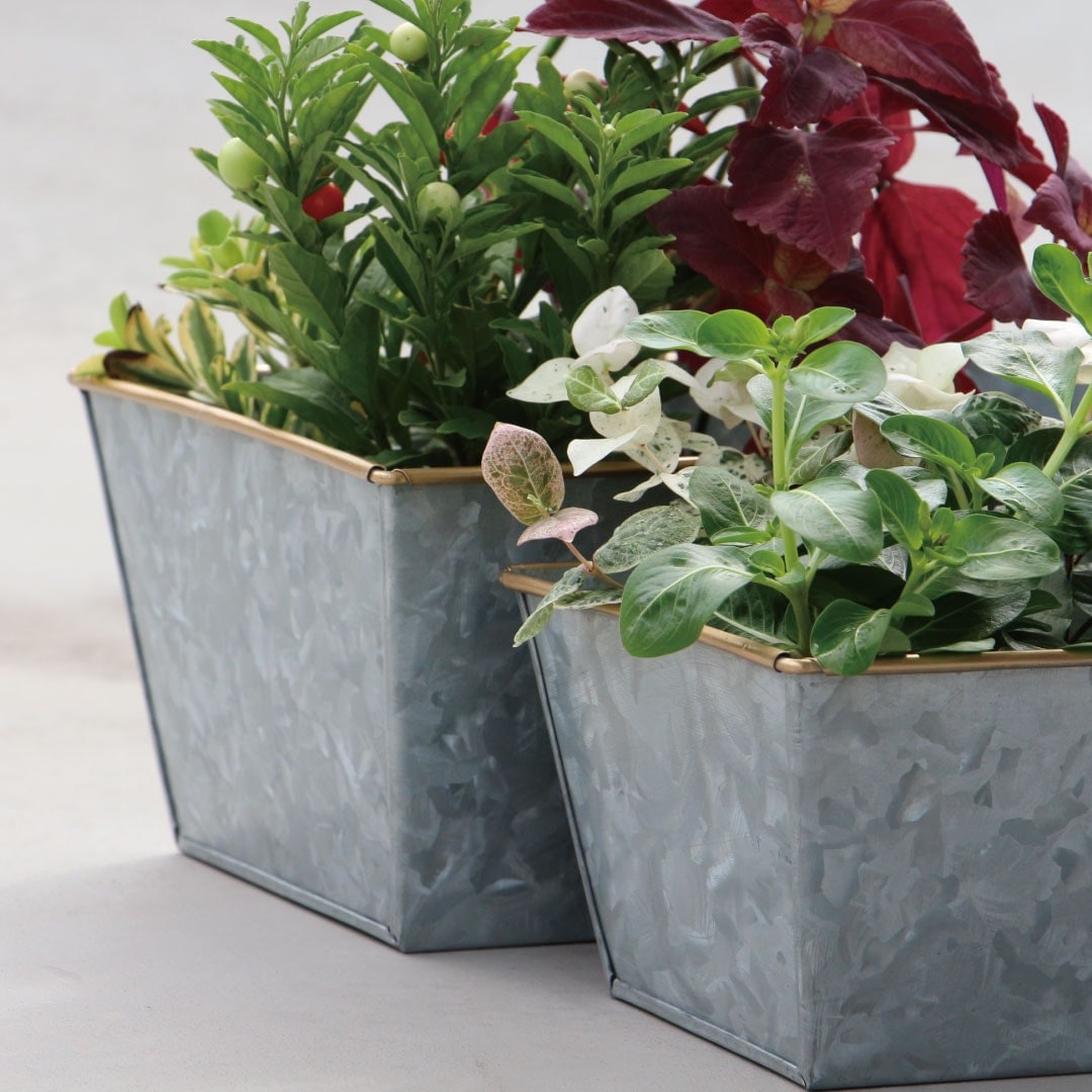 Galvanized Plant Cover “Rectangle 32”