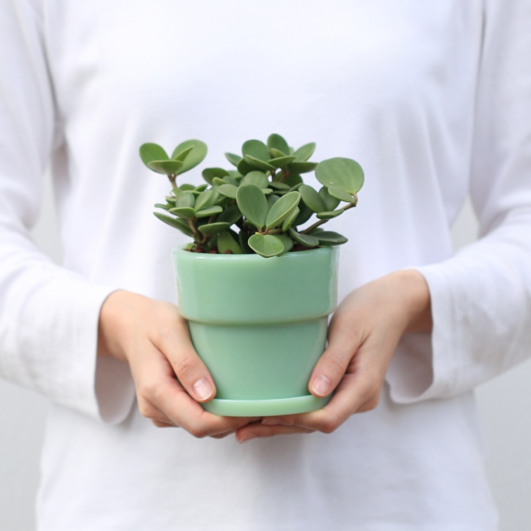 ideaco ミルクガラスプランター ポット3 