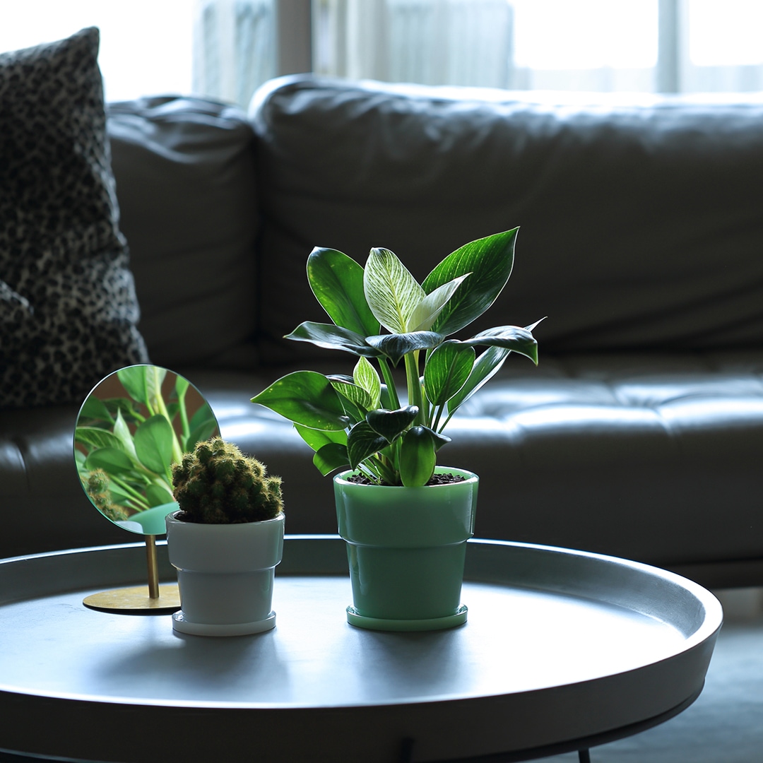 ビンテージ ミルクガラス キャニスターセット フラワー柄 モスグリーン 楽天市場】『 Milk Glass Planter Pot4 』 ideaco 4号鉢 直径