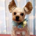 �ڤ椦�ѥ��å�360�ߡۥڥå��� ��󥰥֡��� �֥롼 4886-B 1���� ��ǭ ����� ������ �ȥ�ޡ����󥪥�����