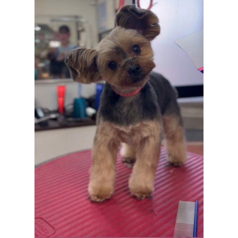 ������̵���ۥ��顼���ꥳ��ޥå� �ݷ� �ɥ꡼�໺�� �ơ��֥��� �ȥ�ߥ����� ���롼�ߥ�