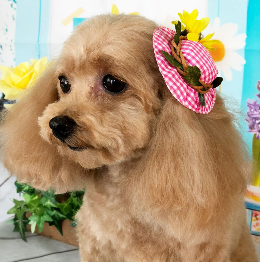 ゆうパケット360円】ペット用 ヘアクリップ ひまわりギンガムハット