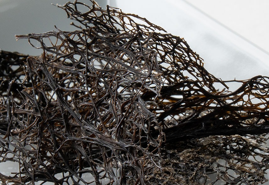 北海道産 乾燥天然もずく