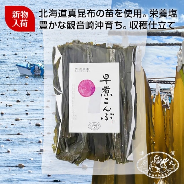 【たっぷりお得】4月獲れたて観音崎産早煮こんぶ！早く煮えて具として◎(70g)/2025年新物