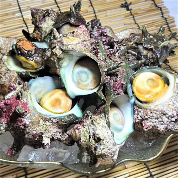 三浦半島産サザエ1kg 産地直送三浦のサザエ。食べ方色々！つぼ焼きや