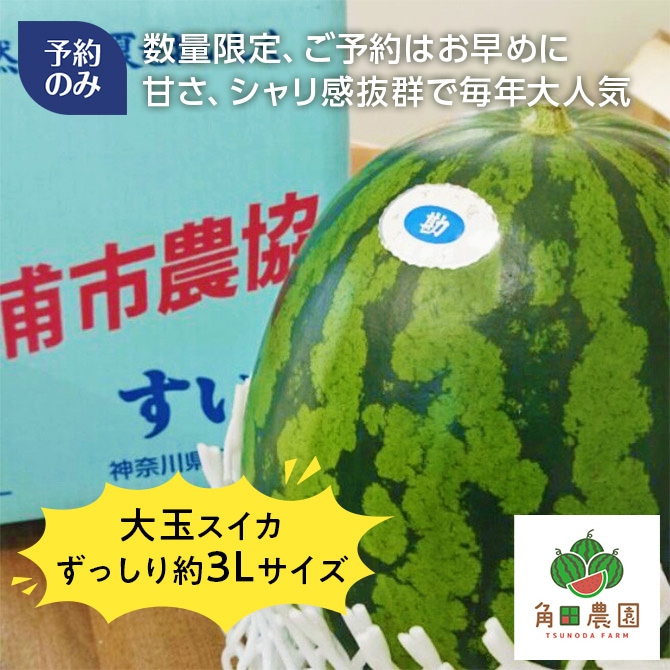 6/30まで予約/7月出荷予定】三浦の大玉サイズのすいか1玉(約8kg