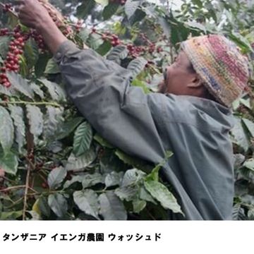 100g タンザニア イエンガ農園 ウォッシュド 浅煎り