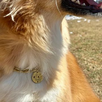 真鍮ドッグチョーカー　fuldmane（フルモォネ）