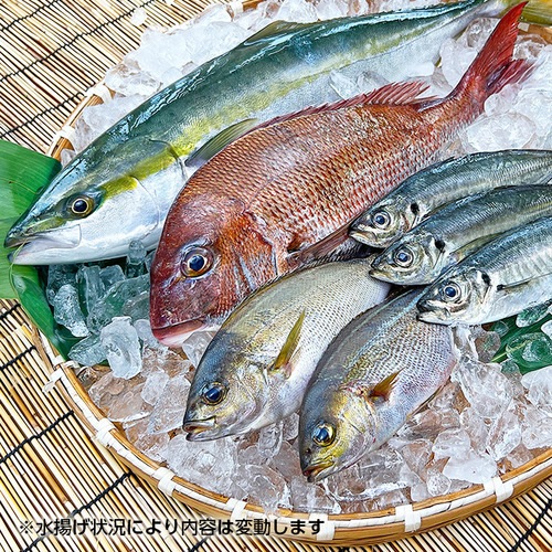 獲れたて鮮魚(下処理なし)3種以上【三浦半島直送 漁師が厳選】｜すべて