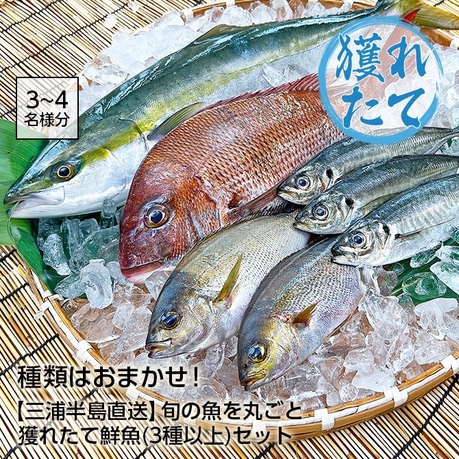 漁師直送お買い得な高級鮮魚セット 鮮魚セット 約4kg～8kg | 目安人数8～16人。親戚を呼んでのお祝いごと