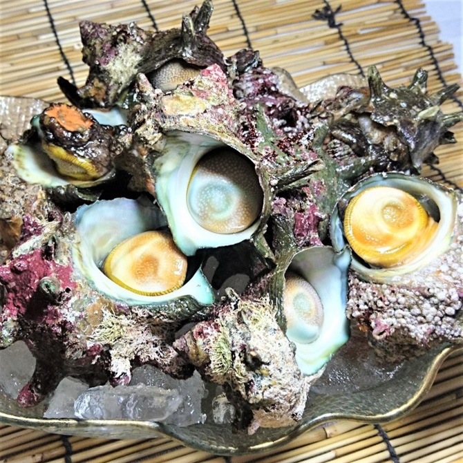 三浦半島産サザエ1kg 産地直送三浦のサザエ。食べ方色々！つぼ焼きや