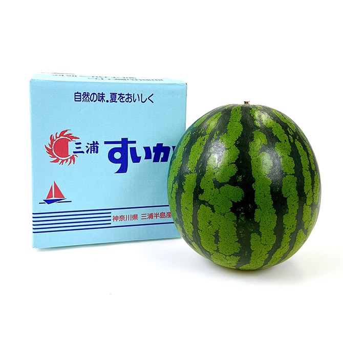 6/30まで予約/7月出荷予定】三浦の大玉サイズのすいか1玉(約8kg