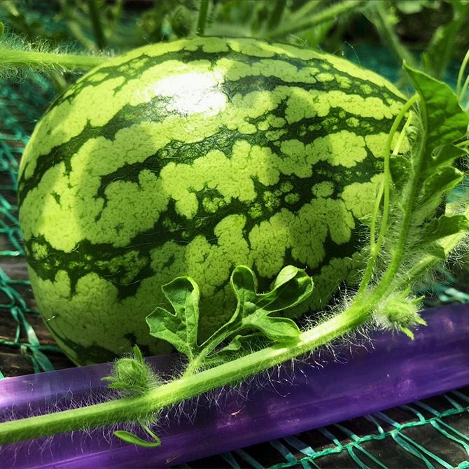 6/30まで予約/7月出荷予定】三浦の大玉サイズのすいか1玉(約8kg