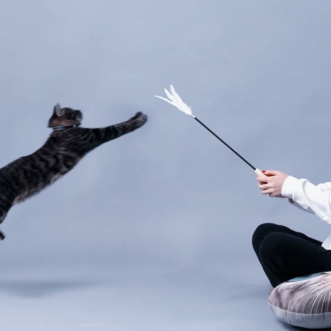 Pidan - Cat Teaser Handhold/羽猫じゃらし | おもちゃ | DecoraMeow
