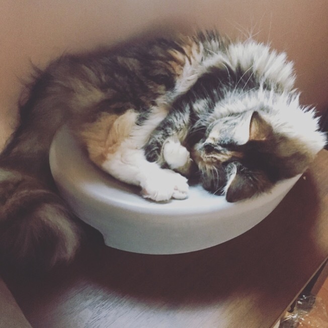 ORIGINAL۷Cat bed_____ƤˤҤŬʷڥڥåȥ٥å