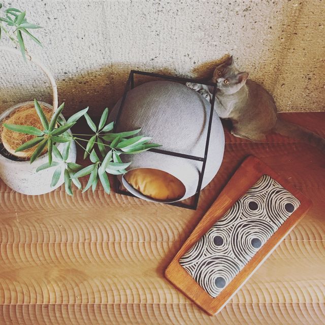  ORIGINAL Cat Scrather-Board MidcenturyޤȤܡɸ