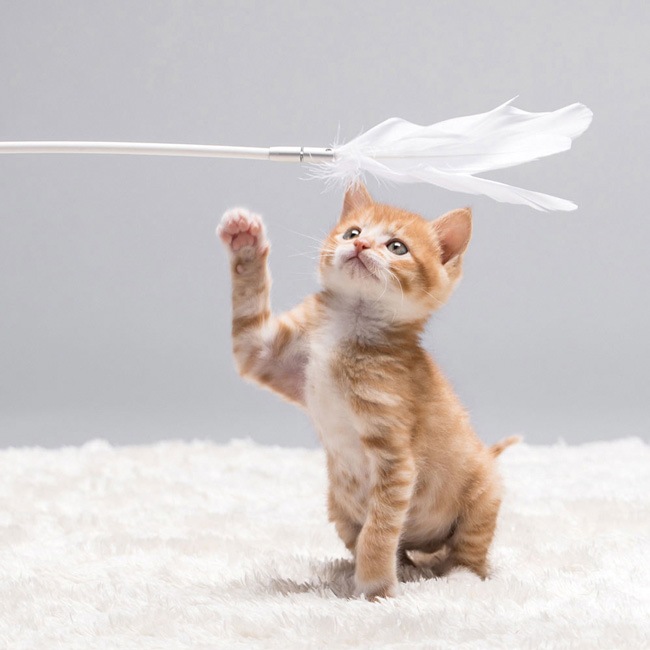 Pidan - Cat Teaser Wand Shake-Shake/դǭ餷