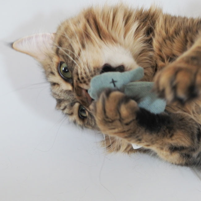 BEASTY TOYS Seahorse-cosy&dozy POLAND